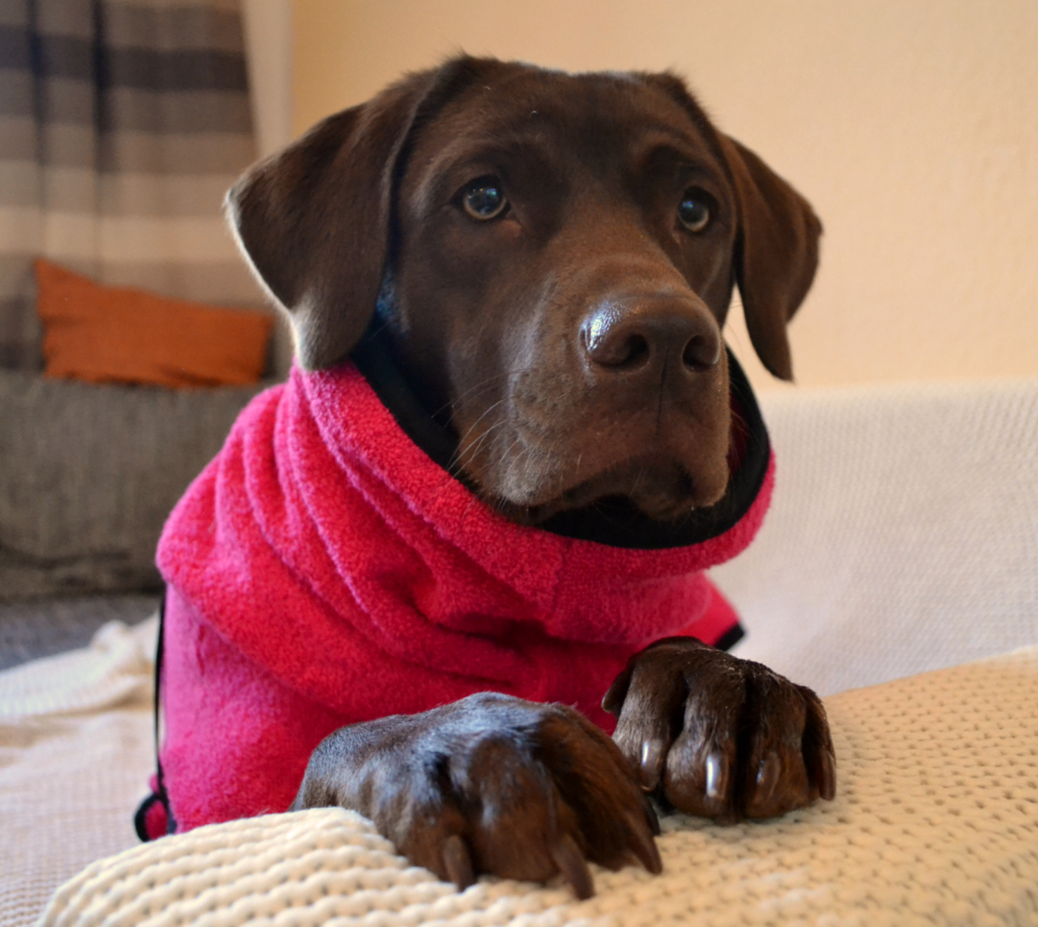 labrador mit pinken dryup cape auf der couch