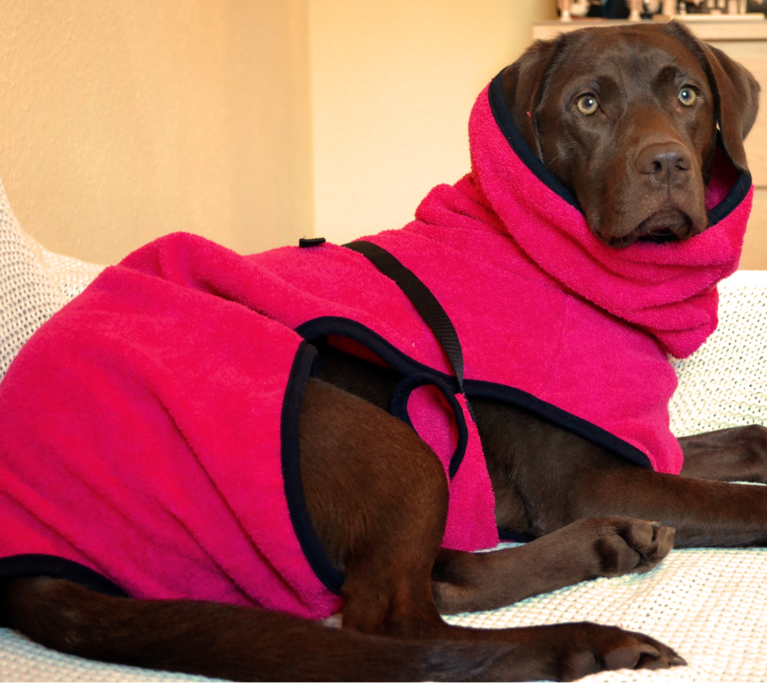 labrador mit pinken dryup cape liegt auf der couch